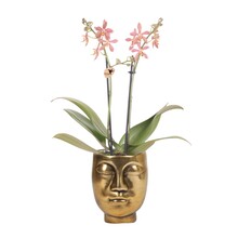 Kolibri Orchids Orchidee