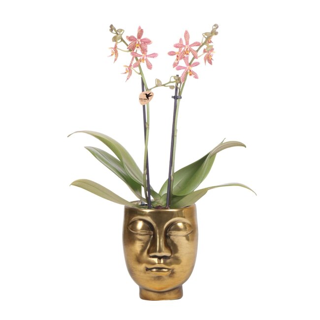 Orchideen-Spinne in Face-2-Face gold