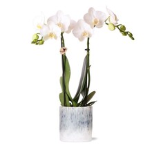 Kolibri Orchids Orchidee