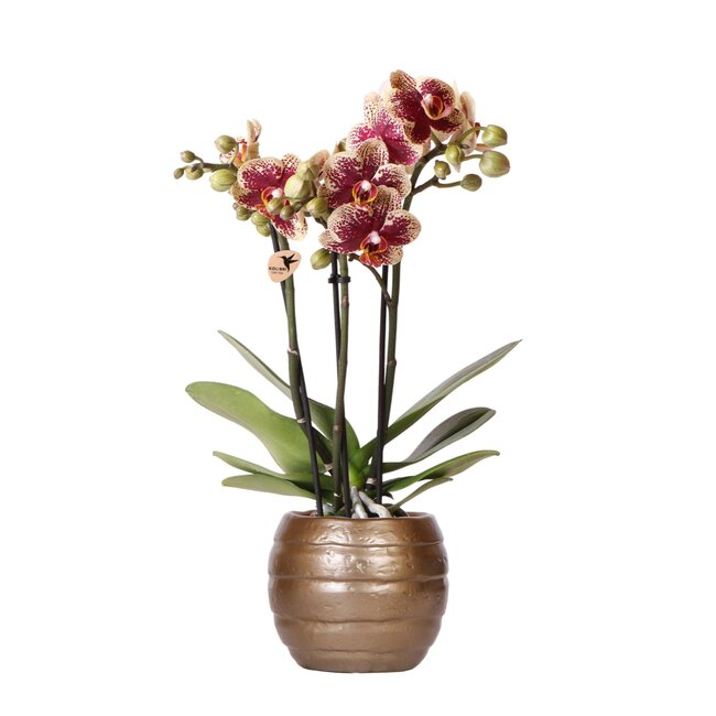 Gelbe rote Phalaenopsis-Orchidee mit Spanien + Bienen-Topf