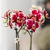 Gelbe rote Phalaenopsis-Orchidee mit Spanien + Bienen-Topf