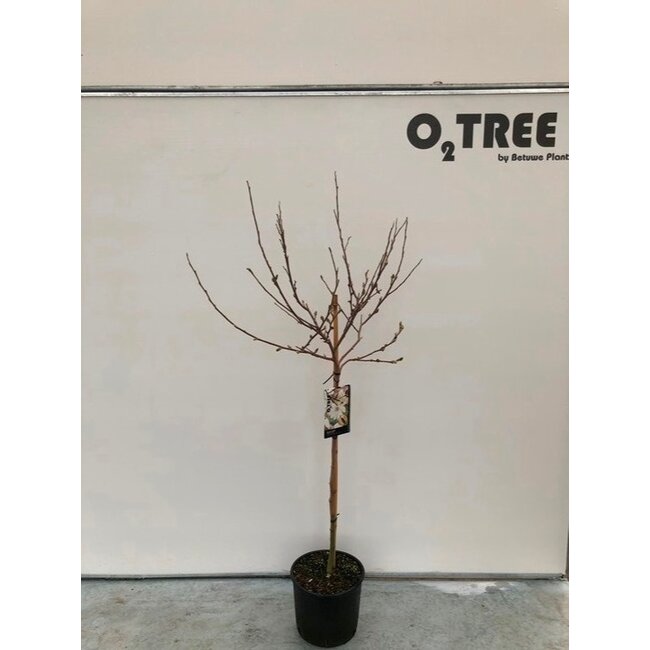 Biberbaum Magnolia stellata C15 120cm Stamm