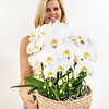Weißes Orchideen-Set im Baumwollkorb inkl. Wassertank