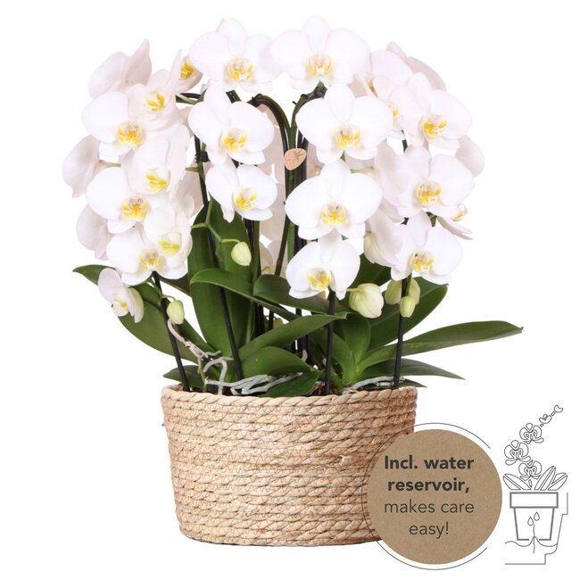 Weißes Orchideen-Set im Schilfkorb inkl. Wasserreservoir