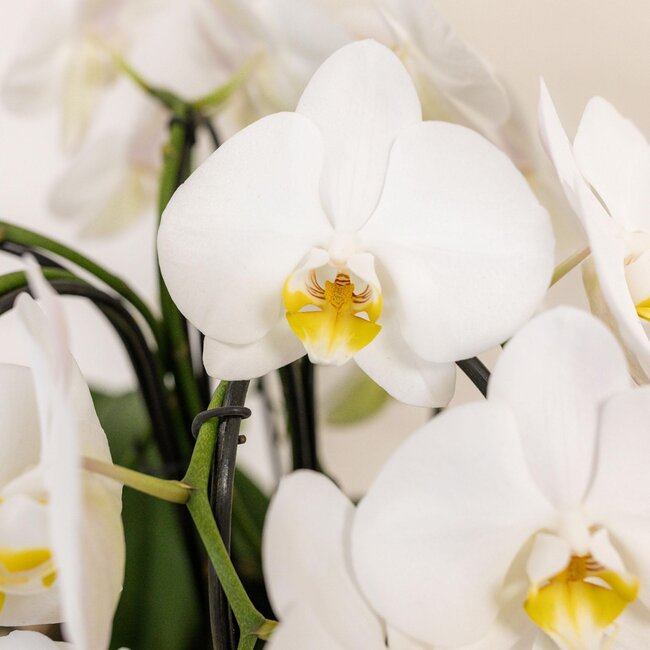 Weißes Orchideen-Set im Schilfkorb inkl. Wasserreservoir