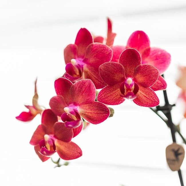 Rote Phalaenopsis-Orchidee Congo mit Diabolo-Travertin