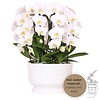 Weißes Orchideen-Set in weißer Diabolo-Schale inkl. Wassertank