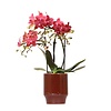 Rote Phalaenopsis-Orchidee Congo in edlem Rot