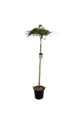Ahornbaum Acer Dissectum