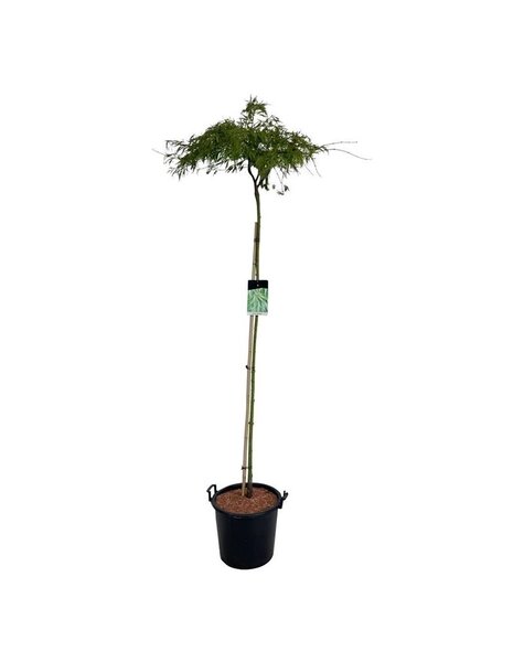 Acer