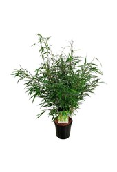 Bambus Fargesia robusta Tauro