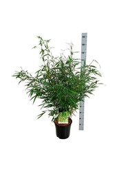 Bambus Fargesia robusta Tauro