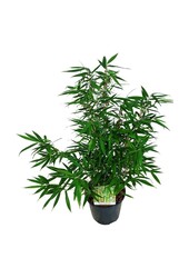 Bambus Fargesia robusta Tauro