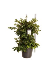 Hortensie Hydrangea petiolaris