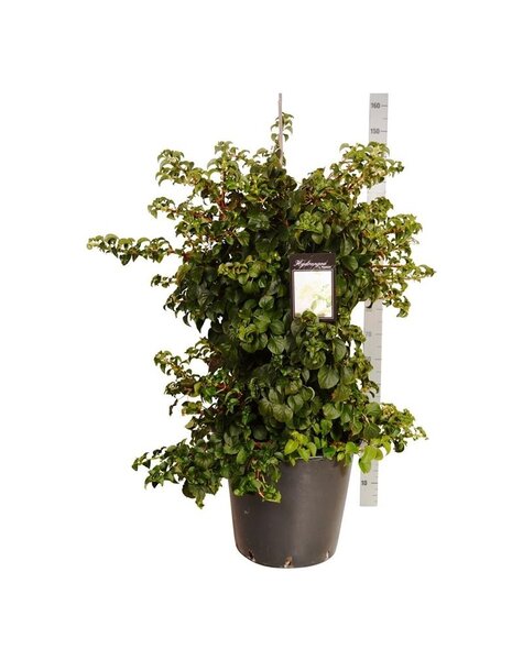 Hortensie
