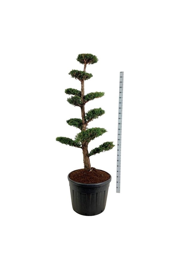 Zypresse Juniperus Monarch