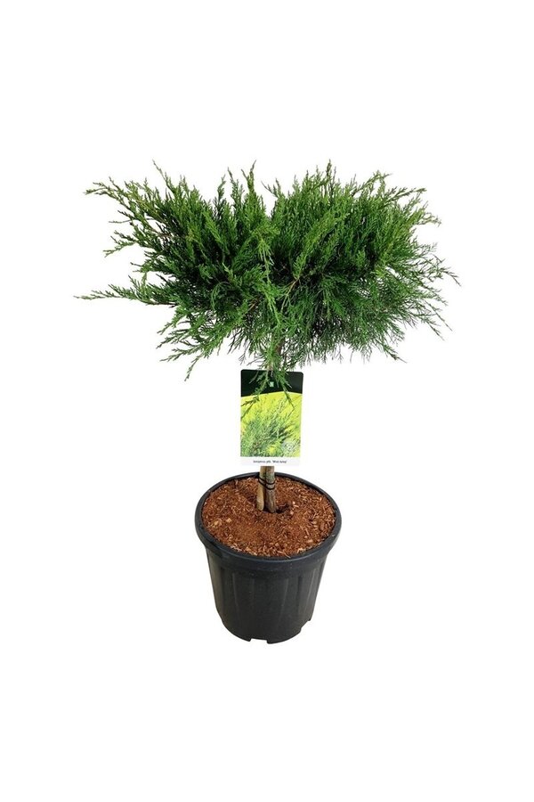 Zypresse Juniperus Minze Julep