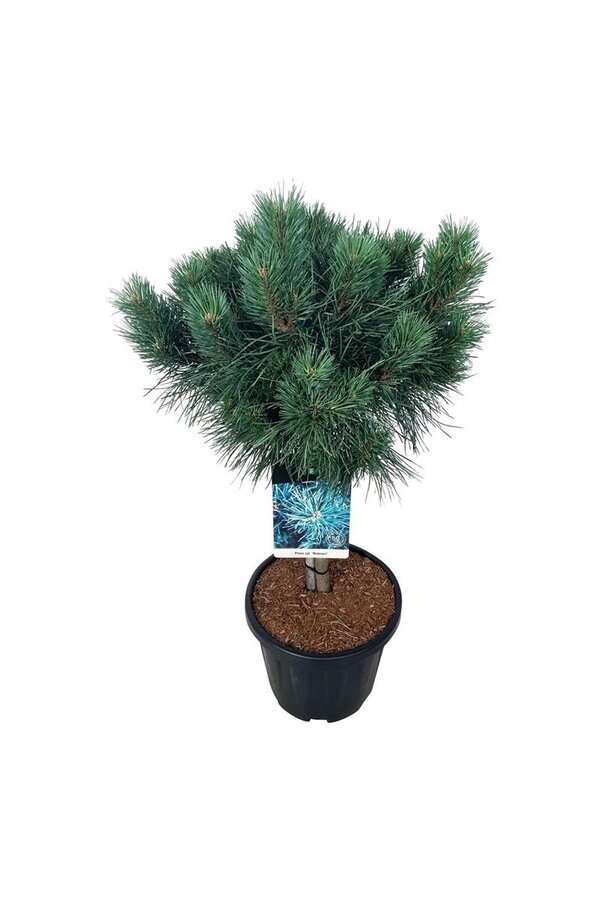 Kiefer Pinus Watereri