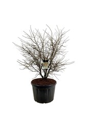 Kardinalshut Euonymus alatus