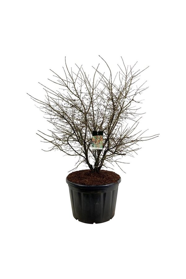 Kardinalshut Euonymus alatus