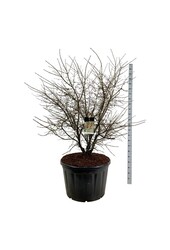 Kardinalshut Euonymus alatus
