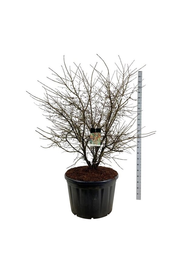 Kardinalshut Euonymus alatus