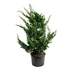 Zypresse Juniperus Kaizuka