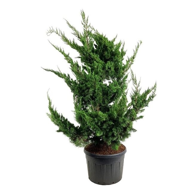 Zypresse Juniperus Kaizuka
