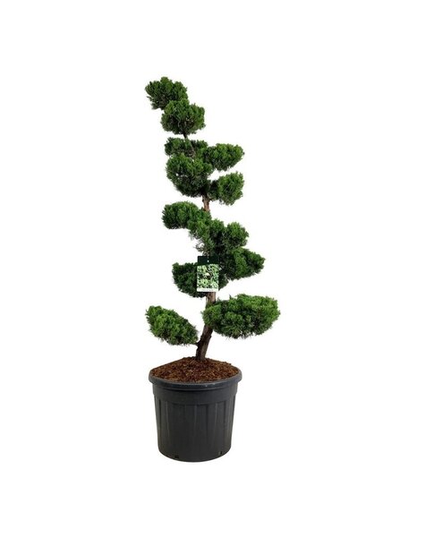 Juniperus