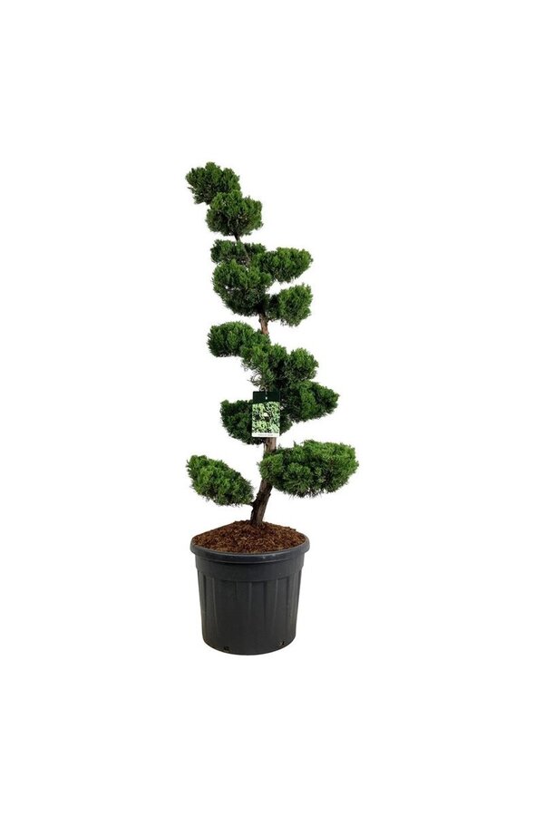 Zypresse Juniperus Kaizuka