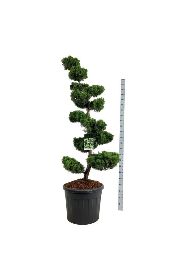 Zypresse Juniperus Kaizuka