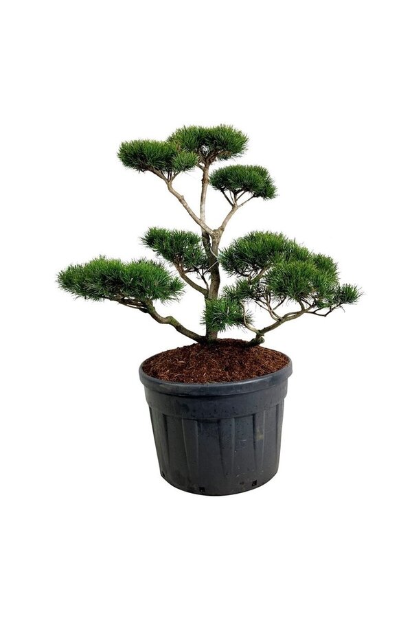 Kiefer Pinus contorta