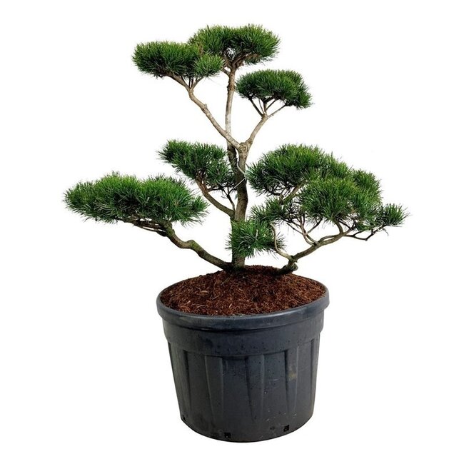 Kiefer Pinus contorta