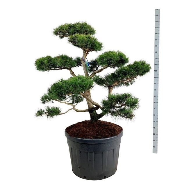 Kiefer Pinus contorta