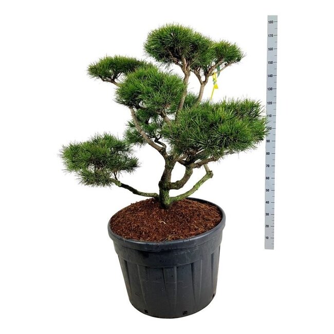 Kiefer Pinus contorta