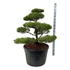 Kiefer Pinus contorta