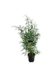 Bambus Fargesia scabrida Asiatisches Wunder