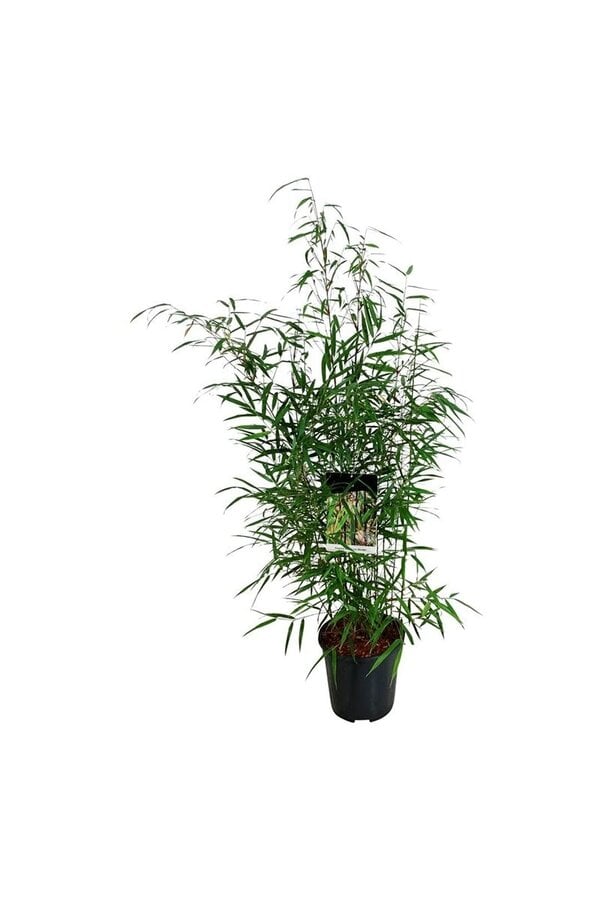 Bambus Fargesia scabrida Asiatisches Wunder