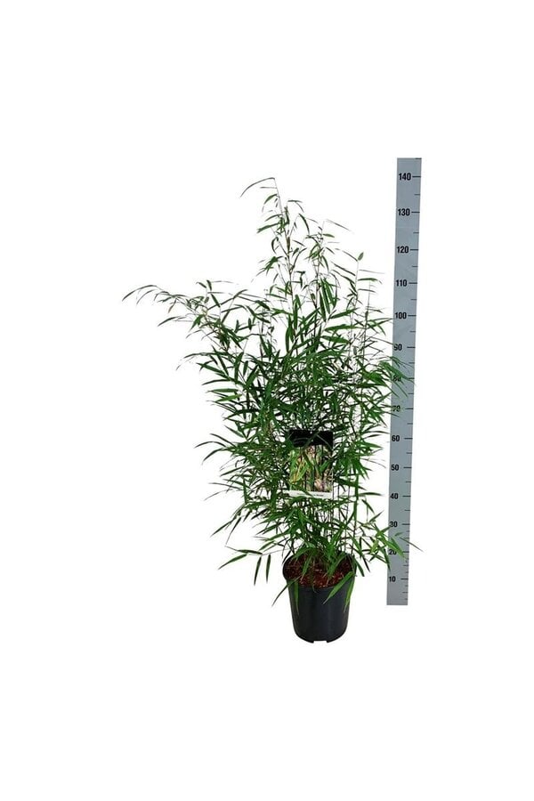 Bambus Fargesia scabrida Asiatisches Wunder