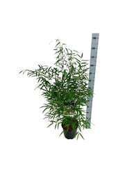 Bambus Fargesia scabrida Asiatisches Wunder