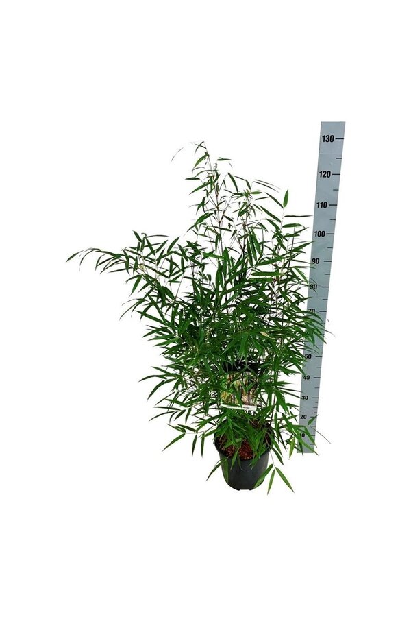 Bambus Fargesia scabrida Asiatisches Wunder