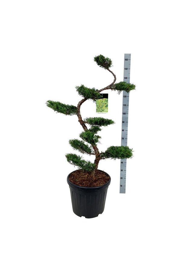Zypresse Juniperus Pfitzeriana Aurea