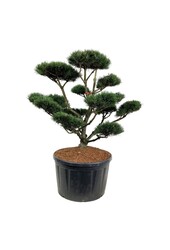 Kiefer Pinus mugo Gnom