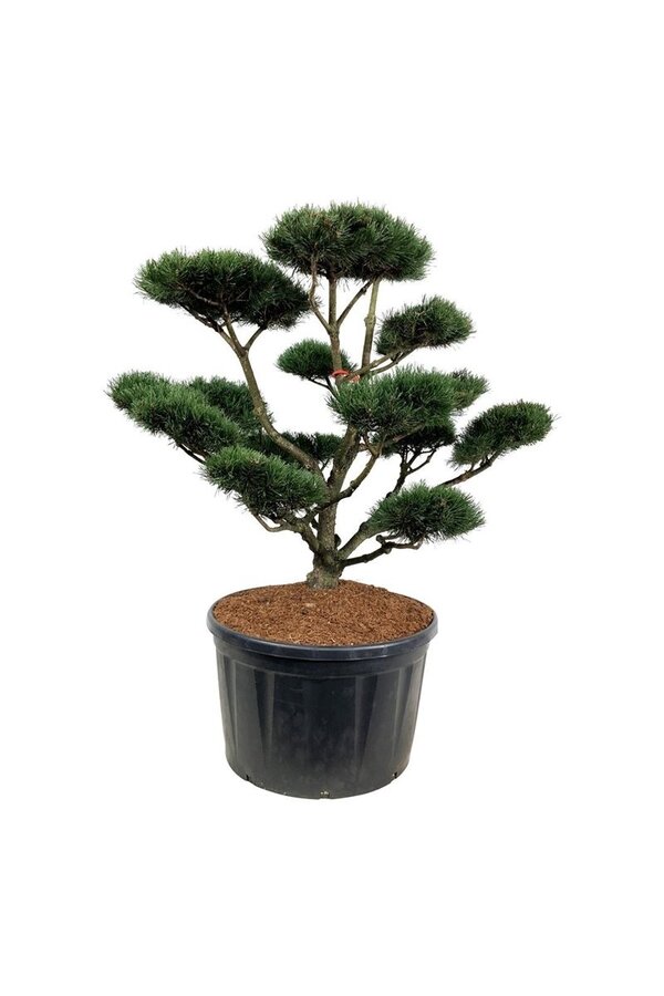 Kiefer Pinus mugo Gnom
