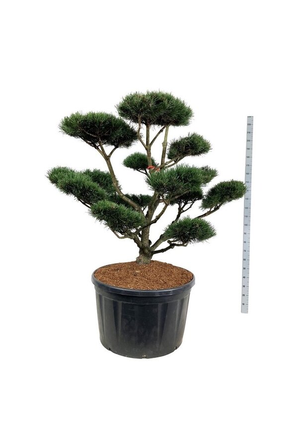 Kiefer Pinus mugo Gnom