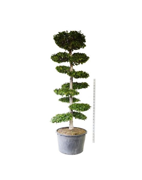 Carpinus