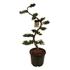 Zypresse Juniperus pfitzeriana