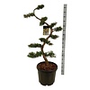 Zypresse Juniperus pfitzeriana