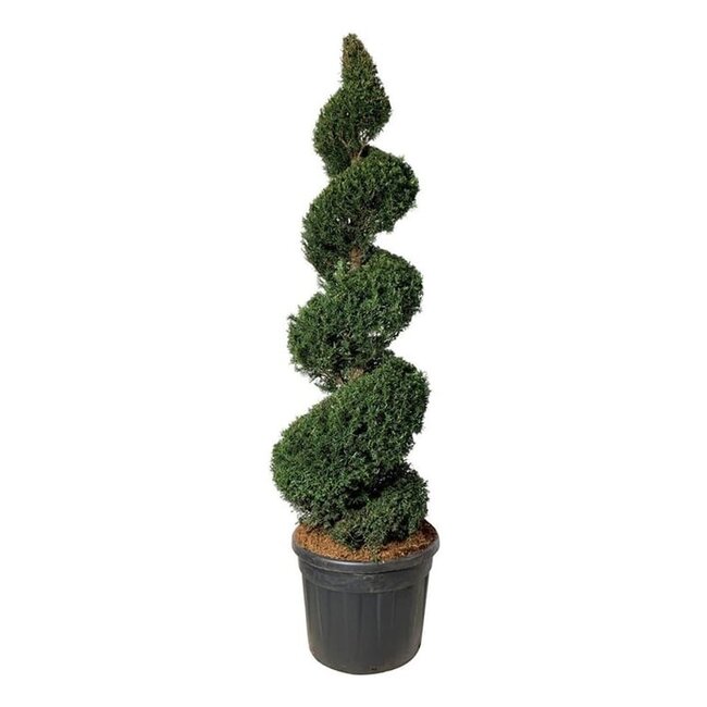 Kiefer Taxus baccata