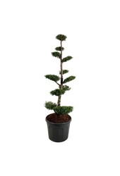 Nadelbaum Thuja Brabant